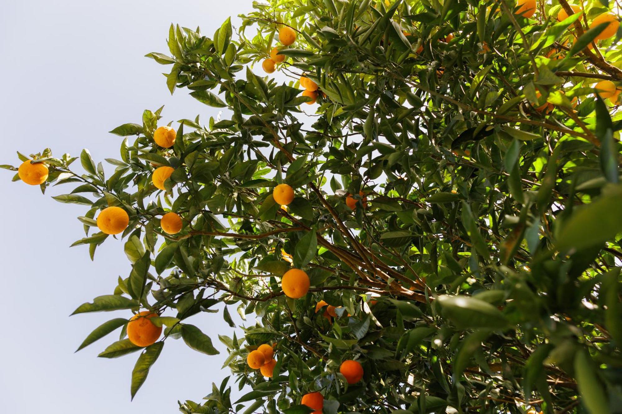Finca Los Arcos Del Laurel Moya  Buitenkant foto