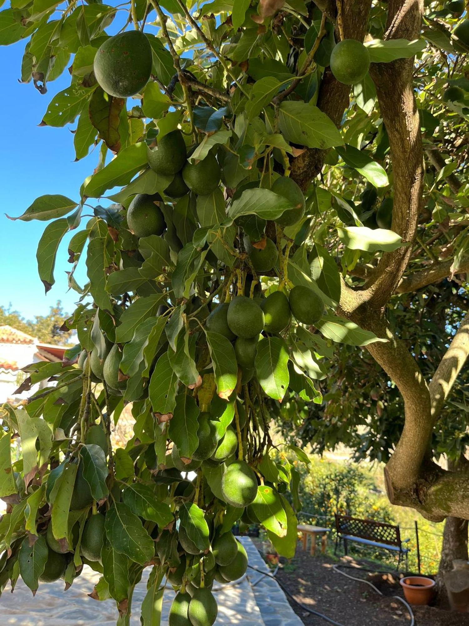 Finca Los Arcos Del Laurel Moya  Buitenkant foto